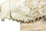 Bargain, Fossil Oreodont (Merycoidodon) Skull - South Dakota #243590-3